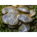 Мицелий Вешенки осенней (Pleurotus salignus)